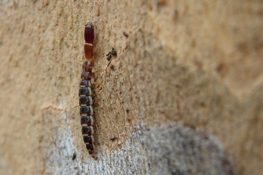 Raphidioptera